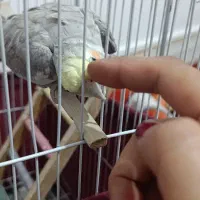 پرنده زینتی|پرنده|کوه چنار, |دیوار