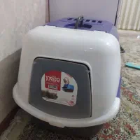 گربه پرشین بریتیش|گربه|مشهد, ابوذر|دیوار