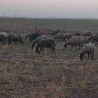 فروش‌‌مال‌اصیل‌‌نژاد‌شاد