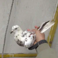 کبوتر پیدا کردم