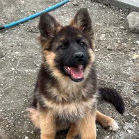 ژرمن شپرد شولاین