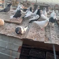 پرنده|حیوانات|زنجان, |دیوار