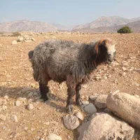 قوچ فروشی تخمی نژاددار