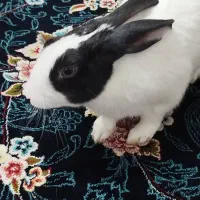 خرگوش|موش و خرگوش|شهریار, شهرک امیریه|دیوار