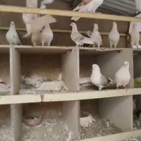 فروش پرنده