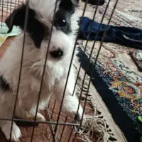 شیتزو|سگ|مشهد, رده|دیوار