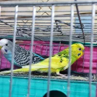 جفت مرغ عشق با دوتا جوجه