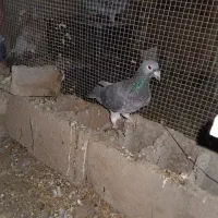 پلاکی نر معاوضه با زاغ ملقی