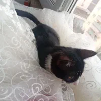 گربه ماده|گربه|پرند, فاز ۵|دیوار