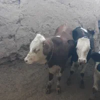 گاو گوساله