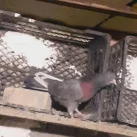 نرسبزتیزه سفید