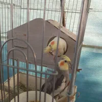 جفت عروس هلندی