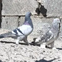 بهبهانی|پرنده|ارژن, |دیوار