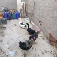 فروش یک عدد خروس و دو عدد اردک