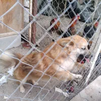 فروش توله سک پاکوتاه