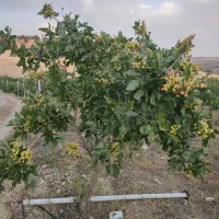 فروش پسته ،ملکشاهی