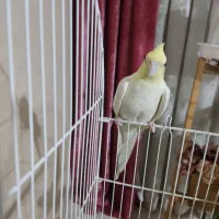 عروس هلندی|پرنده|قدس, شهر‌قدس|دیوار