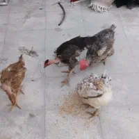 چهار تا مرغ