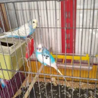 مرغ عشق رنگین کمانی|پرنده|قم, هفت تیر|دیوار