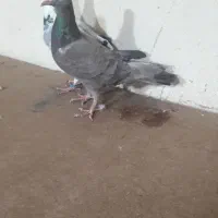 کبوتر پلاکی|پرنده|همدان, |دیوار