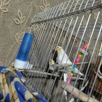 عروس هلندی|پرنده|سراوان, |دیوار