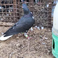 شهری سیاه نر|پرنده|برازجان, |دیوار