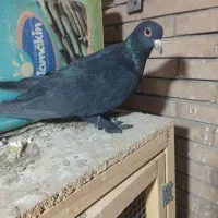 کفتر|پرنده|کرمان, |دیوار