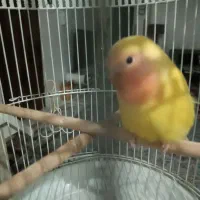 جوجه کوتوله برزیلی تازه دونخور شده  ودستی|پرنده|مشهد, آزادشهر|دیوار