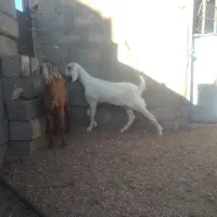 گوسفند|حیوانات مزرعه|خواف, |دیوار