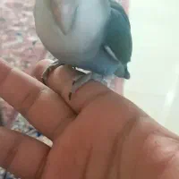 طوطی برزیلی فول دستی