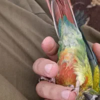 طوطی گرینچیک اهلی و رام در سقز