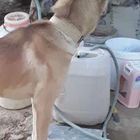 سگ سرابی|سگ|بروجرد, |دیوار