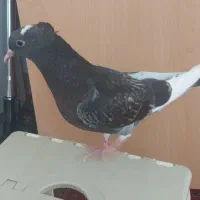 جوجه کبوتر|پرنده|شیراز, ریاستی|دیوار