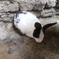 خرگوش نر|موش و خرگوش|مشهد, تبادکان|دیوار