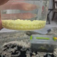 تخم ( خاویار ) حلزون