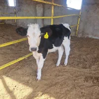 گوساله از گاوداری تلیسه درجه یک|حیوانات مزرعه|سبزوار, قصبه شرقی|دیوار