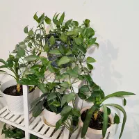 گل همراه استند|گل و گیاه طبیعی|بندر کنگان, |دیوار