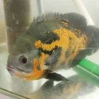 ماهی آکواریومی|ماهی|رشت, نیکمرام|دیوار