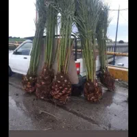 فروش نخل خرما همه نمونه  ارسال رایگان