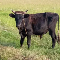 گاو نر حدود ۲۰ماهه خوش خوراک سر شاخ میزان