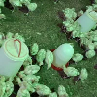 جوجه بوقلمون بیوتی۶زرین|حیوانات مزرعه|شیراز, حافظیه|دیوار