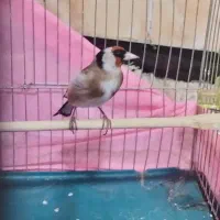 سهره|پرنده|مریوان, |دیوار