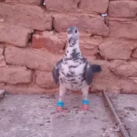 ماده سارسینه آلمانی. نروماده کله نقشی کاشمر