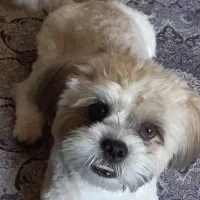 سگ نر دو ساله|سگ|تهران, اسکندری|دیوار