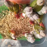 جوجه گرنچیک و جوجه راهب