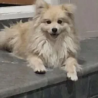 لطفا هر که این حیوون پیدا کرد خبر بده|سگ|یزد, |دیوار