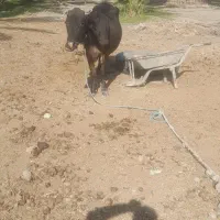 فروش گاو  شیری با گوساله|حیوانات مزرعه|جیرفت, |دیوار