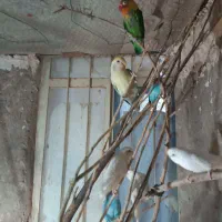 مرغ عشق و کوتوله