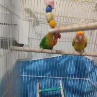 سه عدد طوطی برزیلی|پرنده|اشتهارد, |دیوار