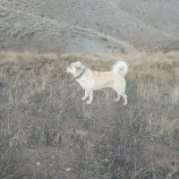 سگ سرابی دوساله